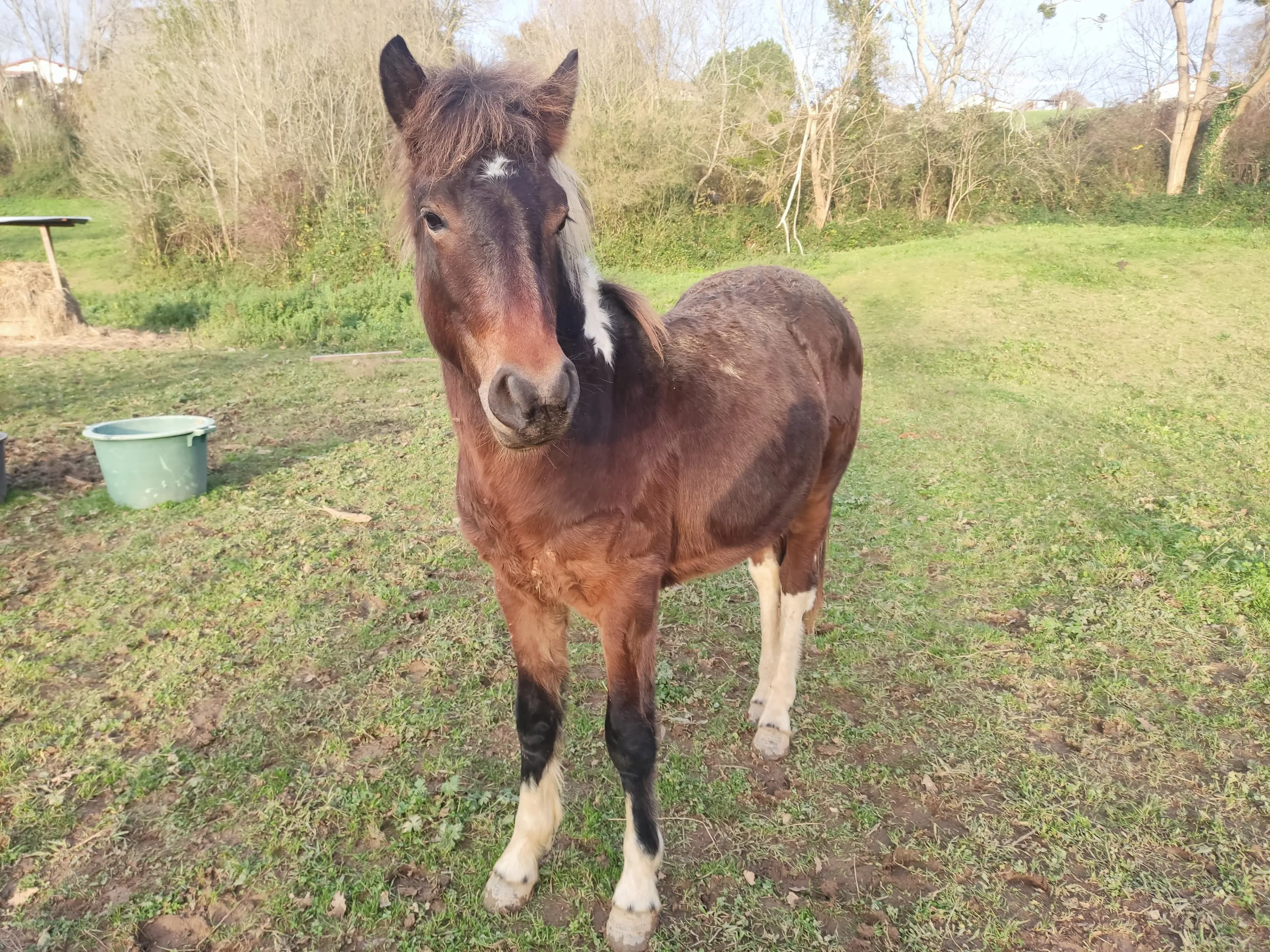 Nahiko d'Akelarrea - Pottok PIE BAI