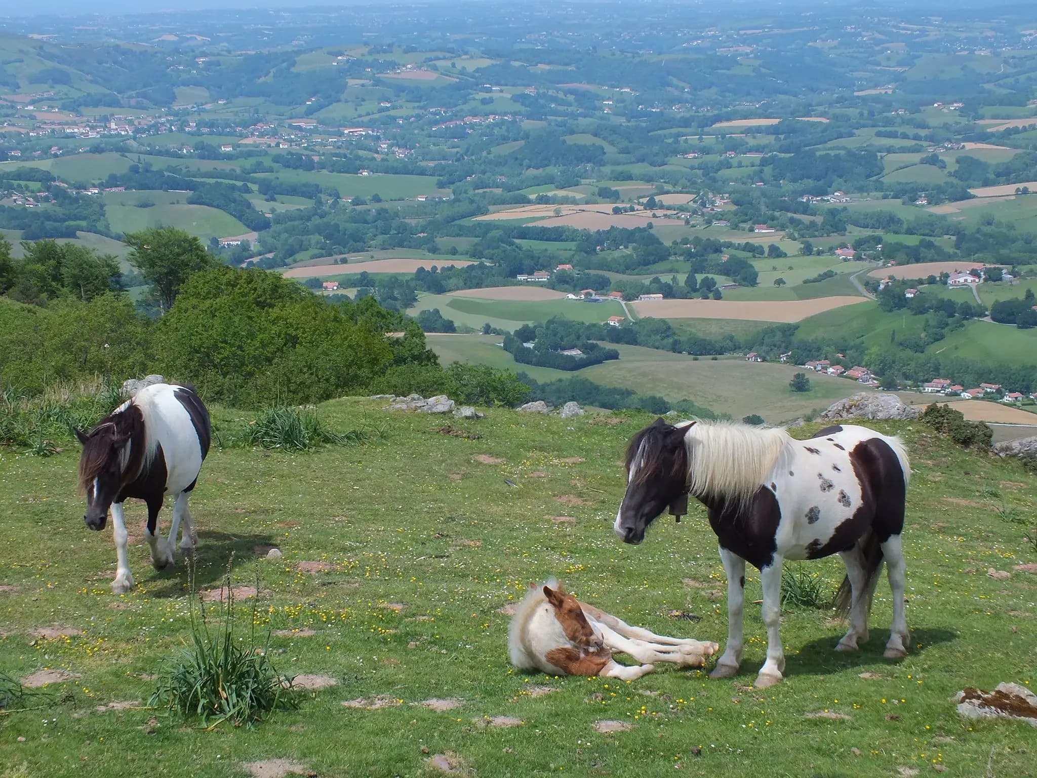 Pottoks élevés en montagne